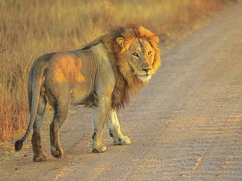 Die Highlights Südafrikas erleben - Löwe im Krüger Nationalpark