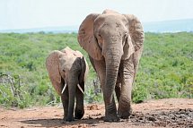 Die Highlights Südafrikas erleben - Addo Elephant Nationalpark
