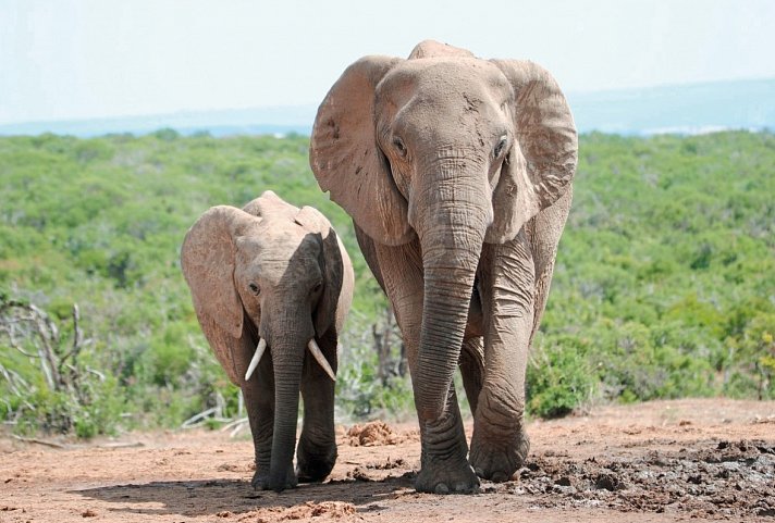 Die Highlights Südafrikas erleben - Addo Elephant Nationalpark