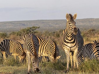 Höhepunkte Mpumalangas - Zebras im Krüger Nationalpark
