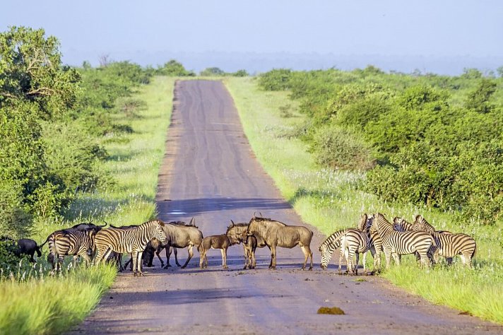Höhepunkte Mpumalangas