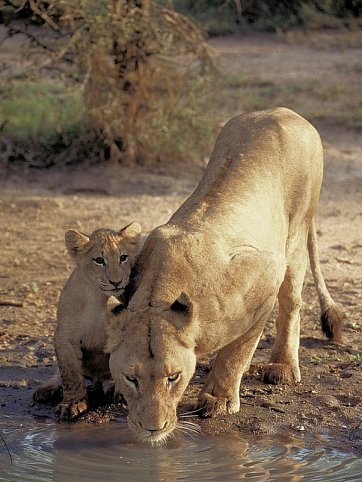 Berge, Tiere & Weltnaturerbe