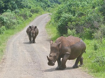 Berge, Tiere & Weltnaturerbe - Nashörner im Hluhluwe-iMfolozi-Park