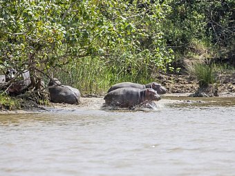 Berge, Tiere & Weltnaturerbe - Flusspferde im iSimangaliso Wetland Park
