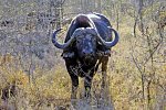 Höhepunkte Mpumalangas (Autoreise)