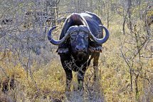 Höhepunkte Mpumalangas (Autoreise)