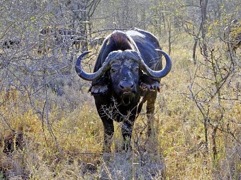 Höhepunkte Mpumalangas (Autoreise)