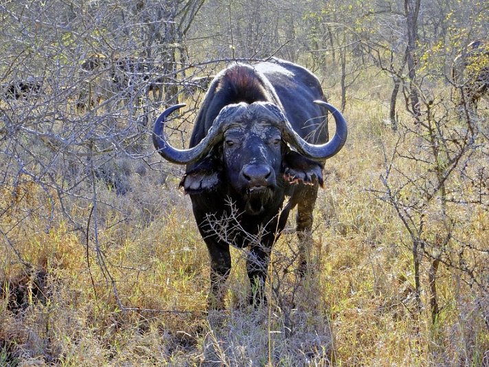 Höhepunkte Mpumalangas (Autoreise)