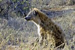 Höhepunkte Mpumalangas (Autoreise)