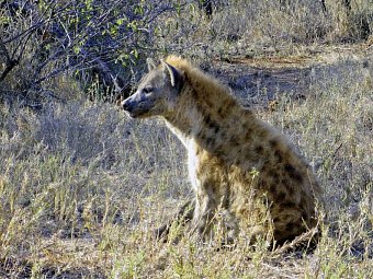 Höhepunkte Mpumalangas (Autoreise)