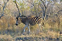 Panorama Südafrika - Zebra