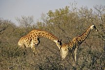 Panorama Südafrika
