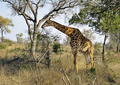 Mpumalanga - Im Reich der wilden Tiere Johannesburg