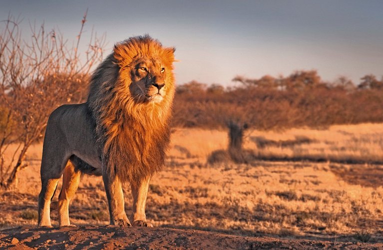 Mpumalanga - Im Reich der wilden Tiere