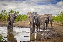 Mpumalanga - Im Reich der wilden Tiere - Elefanten im Krüger Nationalpark