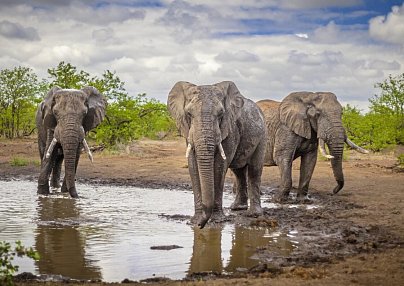 Mpumalanga - Im Reich der wilden Tiere Johannesburg