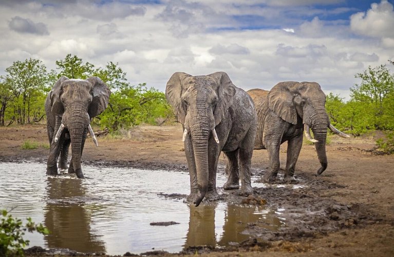 Mpumalanga - Im Reich der wilden Tiere