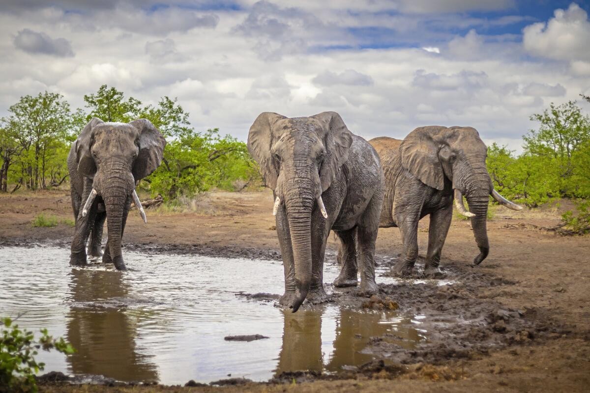 Mpumalanga - Im Reich der wilden Tiere