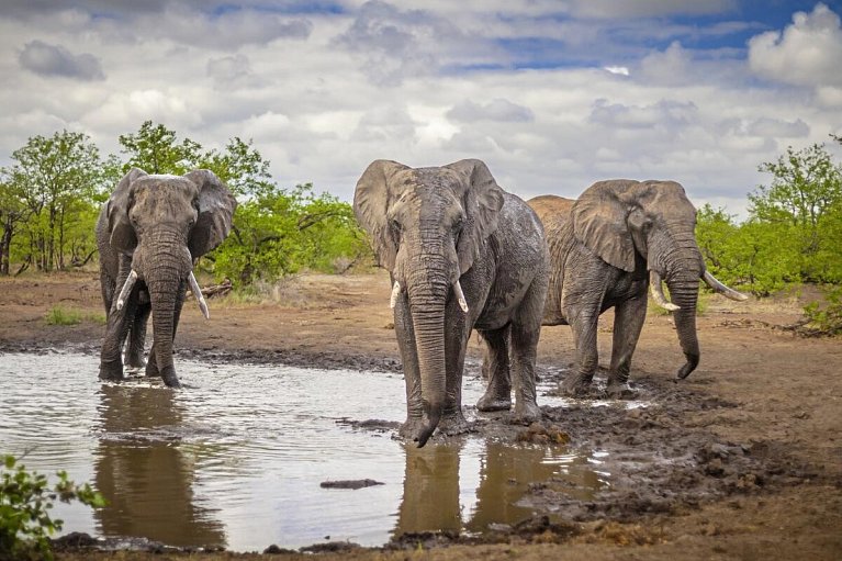 Mpumalanga - Im Reich der wilden Tiere - Elefanten im Krüger Nationalpark