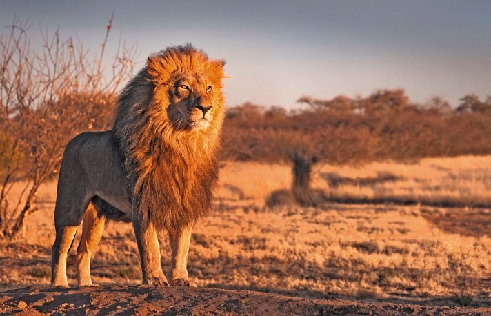 Mpumalanga - Im Reich der wilden Tiere