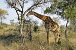 Mpumalanga - Im Reich der wilden Tiere