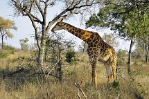 Mpumalanga - Im Reich der wilden Tiere
