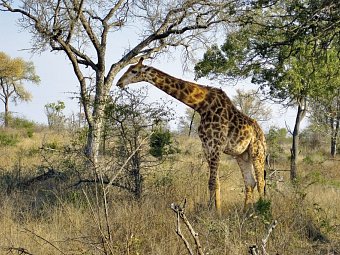 Mpumalanga - Im Reich der wilden Tiere