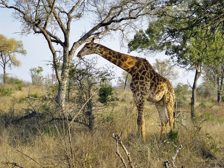 Mpumalanga - Im Reich der wilden Tiere