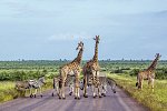 Mpumalanga - Im Reich der wilden Tiere