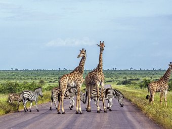 Mpumalanga - Im Reich der wilden Tiere - Giraffen im Krüger Nationalpark
