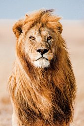Mpumalanga - Im Reich der wilden Tiere