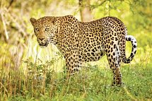 Mpumalanga - Im Reich der wilden Tiere - Leopard im Krüger Nationalpark
