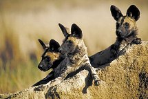 Mpumalanga - Im Reich der wilden Tiere