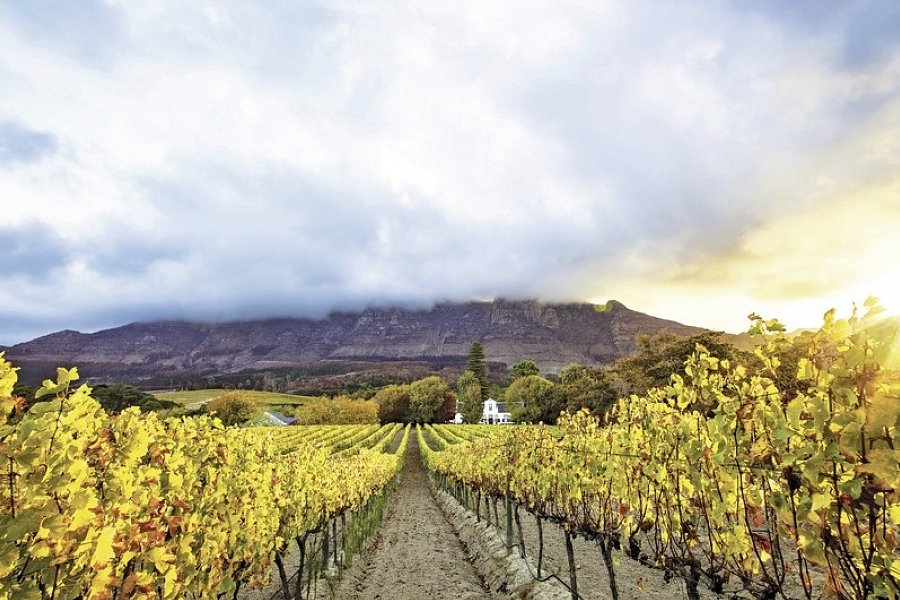 Südafrika zum Verweilen (Johannesburg-Kapstadt) - Winelands