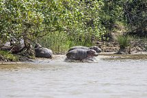 Südafrika zum Verweilen (Johannesburg-Kapstadt) - Flusspferde im iSimangaliso Wetland Park