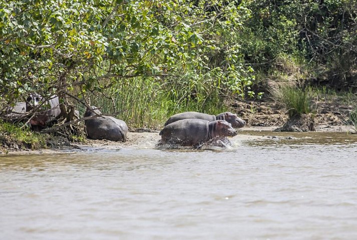 Südafrika zum Verweilen (Johannesburg-Kapstadt) - Flusspferde im iSimangaliso Wetland Park