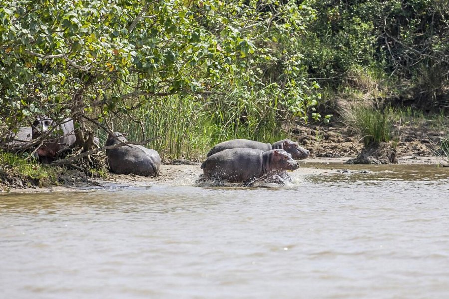 Südafrika zum Verweilen (Johannesburg-Kapstadt) - Flusspferde im iSimangaliso Wetland Park