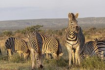 Südafrika zum Verweilen (Johannesburg-Kapstadt) - Zebras im Krüger Nationalpark