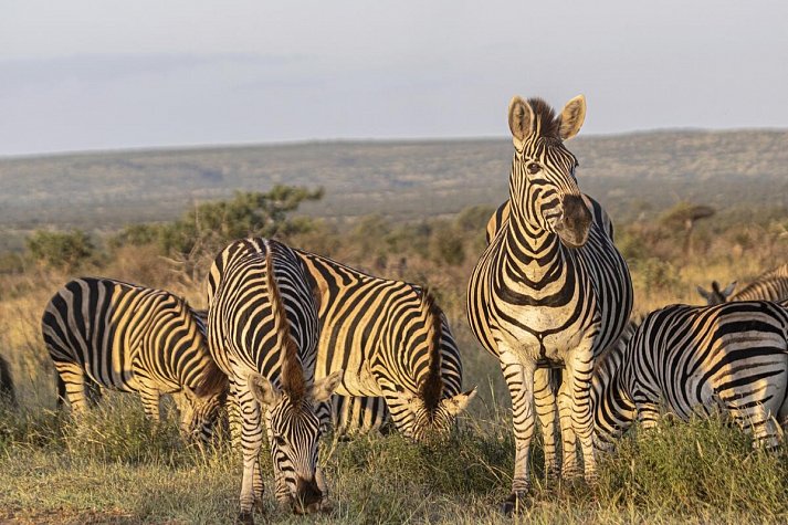 Südafrika zum Verweilen (Johannesburg-Kapstadt) - Zebras im Krüger Nationalpark