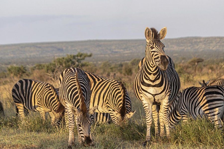 Südafrika zum Verweilen (Johannesburg-Kapstadt) - Zebras im Krüger Nationalpark