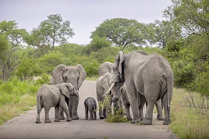 Südafrika zum Verweilen (Johannesburg-Kapstadt) - Elefantenherde im Krüger Nationalpark