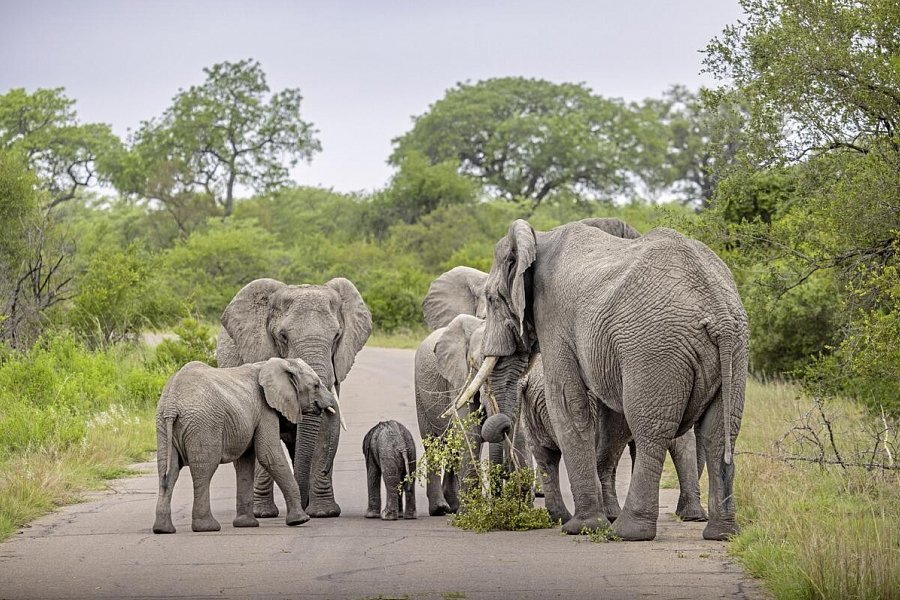 Südafrika zum Verweilen (Johannesburg-Kapstadt) - Elefantenherde im Krüger Nationalpark