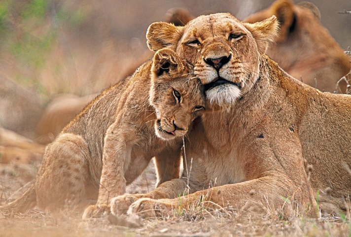 Klassisches Südafrika (ab Johannesburg/bis Kapstadt) - Löwen im Krüger Nationalpark