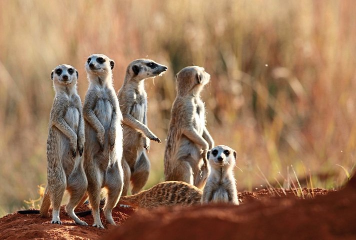 Klassisches Südafrika (ab Johannesburg/bis Kapstadt) - Erdmännchen