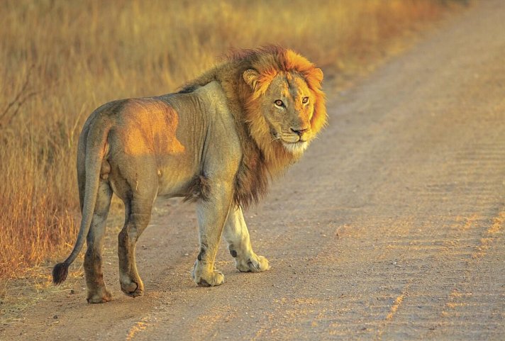Klassisches Südafrika (ab Johannesburg/bis Kapstadt) - Löwe im Krüger Nationalpark