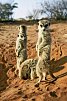 Best of South Africa von Johannesburg nach Kapstadt