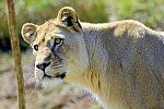 Best of South Africa von Johannesburg nach Kapstadt