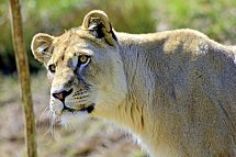 Best of South Africa von Johannesburg nach Kapstadt