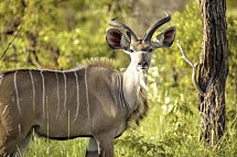 Best of South Africa von Johannesburg nach Kapstadt - Kudu im Kruger Nationalpark