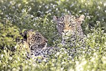 Best of South Africa von Johannesburg nach Kapstadt - Leopard